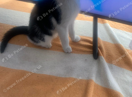 playfull kitten litter trained