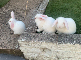 3 beautiful albino mini lops