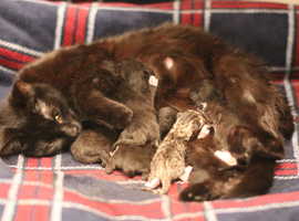 Beautiful Kittens Looking For Homes