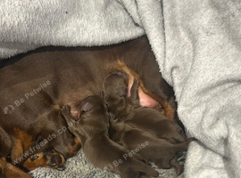 3 miniature daschound puppies for sale