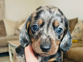 Miniature dachshund puppies
