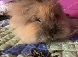 5 month old lion head boy