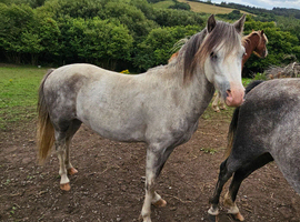 Gartconnel Colt