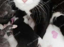 Beautiful kittens