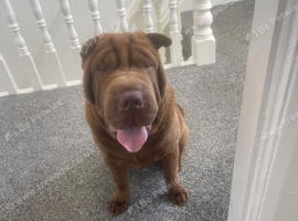 9 month old male