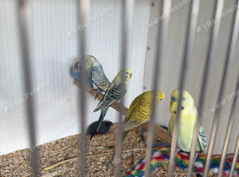 Lots of budgies