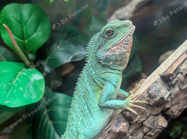 Chinese water dragon