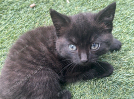 Kittens for sale
