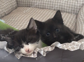 Cutesy mixed breed kittens for sale