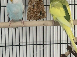 Two young budgies