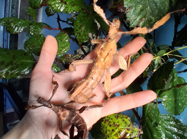 Giant Prickly Stick Insect (Extatosoma Tiaratum) PSG 9, Female Only