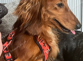 Long hair dashound