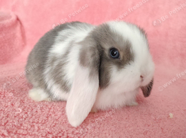 Mini lop baby rabbits for sale
