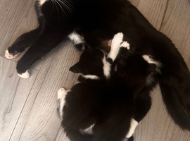 Beautiful kittens