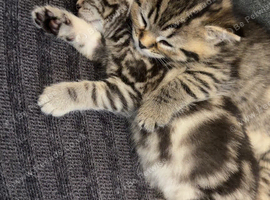 Adorable Kittens Looking for Their Forever Homes