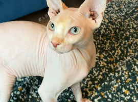 10-month old male Sphinx cat