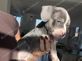 Staffy x frenchie puppies