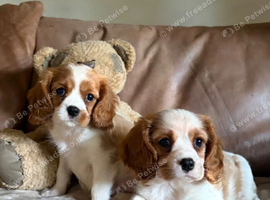 Beautiful Cavalier King Charles