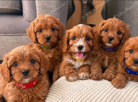 Stunning Cavapoo pups