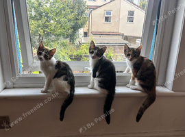 Kittens for sale