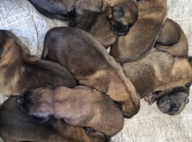 10 malinois pups for sale. Read description.