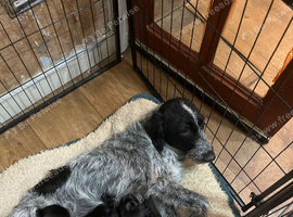 Cockapoo cross puppies
