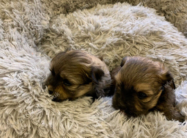 Havanese Stunning Puppy