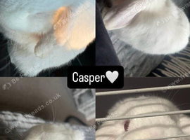 Male mini lop REW