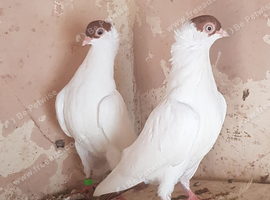 German helmet fancy pigeon