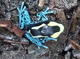 Powder blue dart frog youngsters