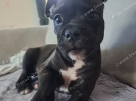 Last female staffy pup