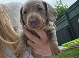 Dachshund female puppies