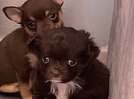 Longhaired apple headed female puppy