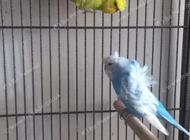 Lovely pair of helicopter budgies