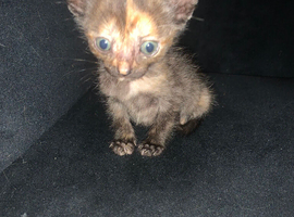 Ready to leave now tortie shell