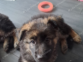 Long Haired GSD Pups