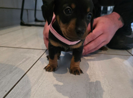 Beautiful Dachshund puppies