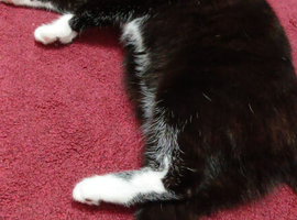 beautiful cat