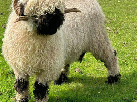 Gorgeous 2 year old ram for sale