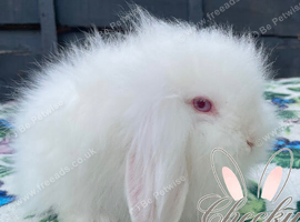 Beautiful Rew Lion Lop Boy