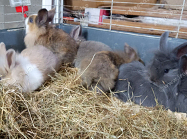 Mix bread baby bunny for sale