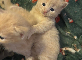 Beautiful 3/4 ragdoll kittens for 5* homes