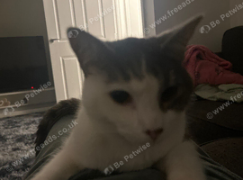 Need a new home for my two cats