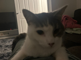 Two cats needing a new home