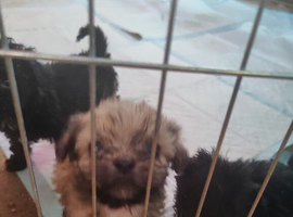 10 week old Chihuahua x shihpoo puppies