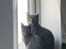 Nala & Felix &ndash; Bonded Pair Looking for a Loving Home