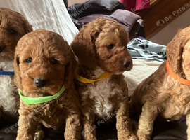 Cockapoo puppies