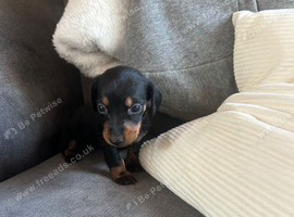 5 beautiful puppies u