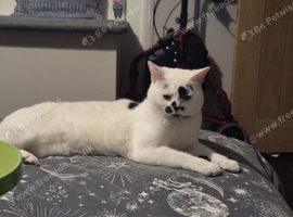 Male cat  and female cat for rehoming