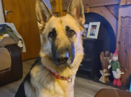 Female German shepherd